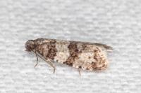 Isotrias rectifasciana