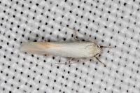 Elachista catalana