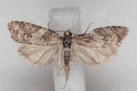 Cnephasia incertana