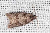Cnephasia incertana