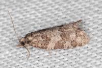 Cnephasia incertana