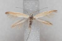 Coleophora congeriella