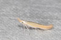 Coleophora congeriella