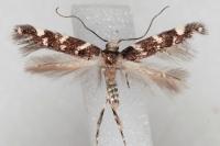 Eteobalea intermediella