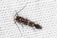 Eteobalea intermediella