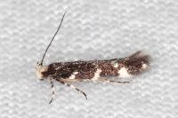 Eteobalea intermediella