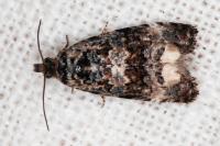 Endothenia oblongana