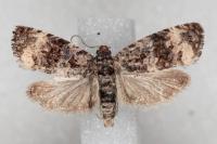 Endothenia oblongana
