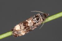 Endothenia oblongana