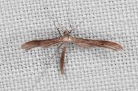 Stenoptilia zophodactyla