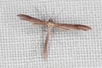 Stenoptilia zophodactyla