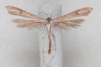 Stenoptilia zophodactyla