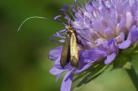 Nemophora metallica