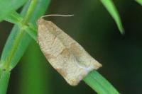 Archips rosana