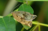 Archips crataegana