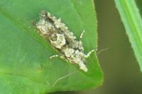 Zeiraphera isertana