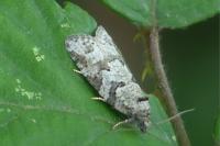 Cnephasia