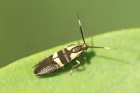 Dasycera oliviella