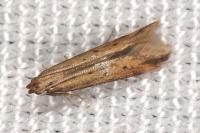 Metzneria metzneriella