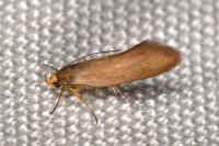 Crassa unitella
