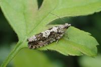 Zeiraphera isertana
