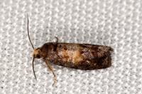 Cymolomia hartigiana