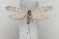 Dysspastus fallax