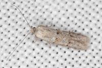 Dysspastus fallax