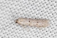 Dysspastus fallax