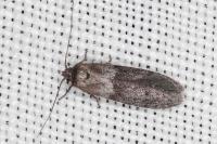Blastobasis phycidella