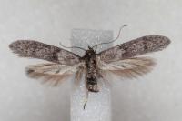 Blastobasis phycidella
