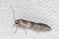 Blastobasis phycidella