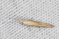 Coleophora flaviella