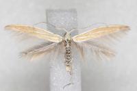 Coleophora flaviella
