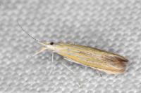 Coleophora oriolella