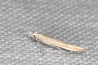 Coleophora oriolella