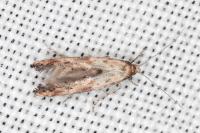 Epermenia aequidentella