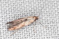 Epermenia aequidentella