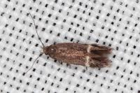 Aproaerema linella