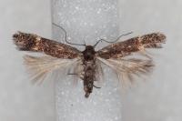 Aproaerema linella