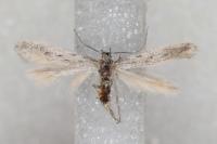 Huemeria campicolella campicolella