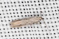 Huemeria campicolella campicolella
