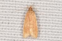 Helcystogramma rufescens