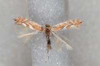 Phyllonorycter endryella