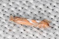 Phyllonorycter endryella