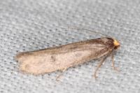 Agnoea