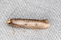 Agnoea