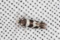 Denisia luctuosella