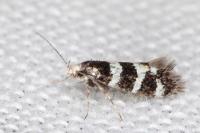 Denisia luctuosella