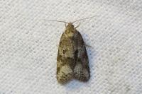 Cnephasia